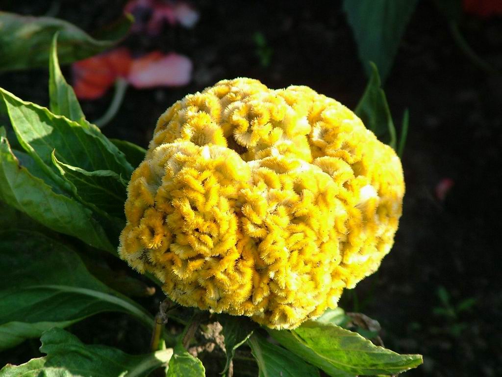 گل تاج خروس رشته‌ای